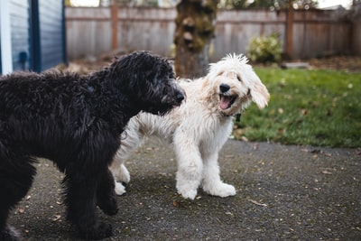 两个黑色和白色的狗走在通路
